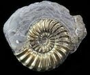 Pyritized Pleuroceras Ammonite - Germany #42752-1